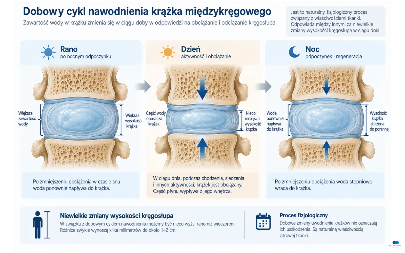 Dobowy cykl nawodnienia krążka międzykręgowego – utrata części wody podczas dnia i ponowne nawodnienie podczas odpoczynku
