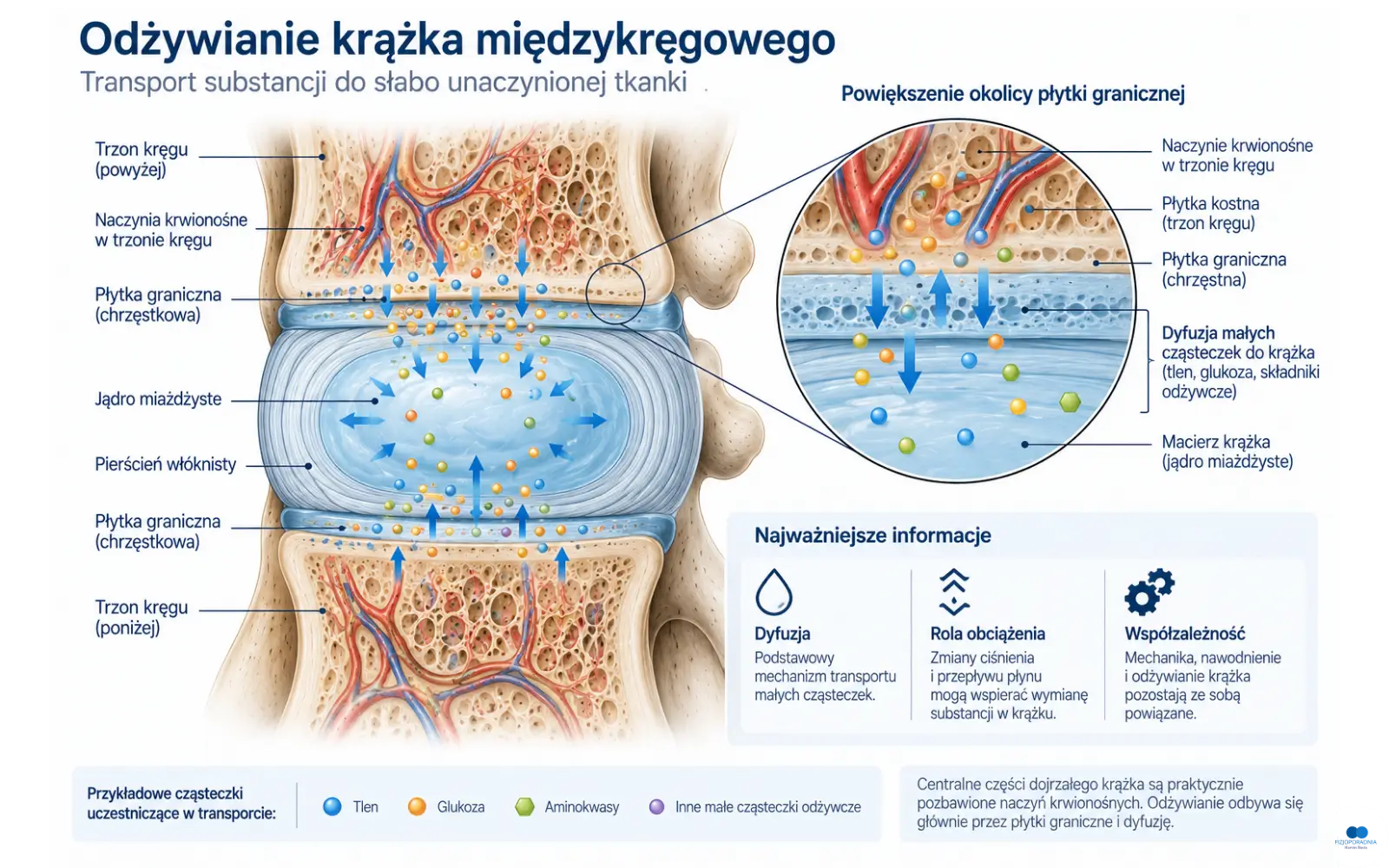 Odżywianie krążka międzykręgowego – dyfuzja tlenu i składników odżywczych przez płytki graniczne