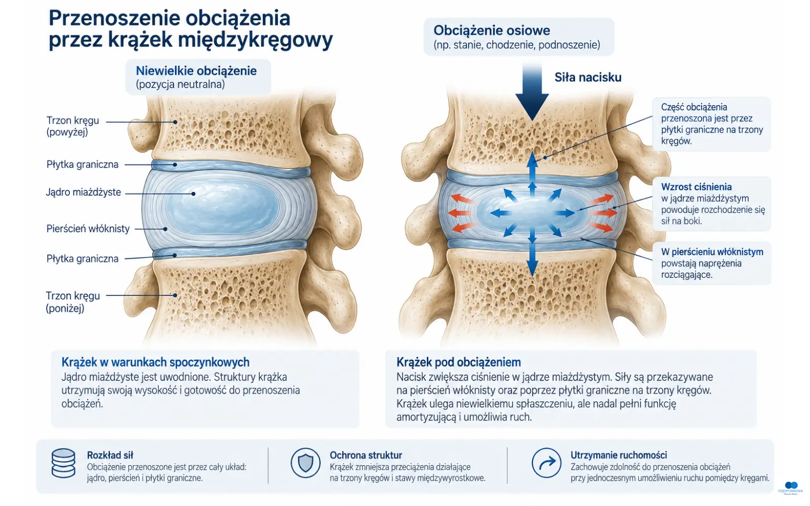 Przenoszenie obciążenia przez krążek międzykręgowy – wzrost ciśnienia w jądrze i naprężenia w pierścieniu włóknistym